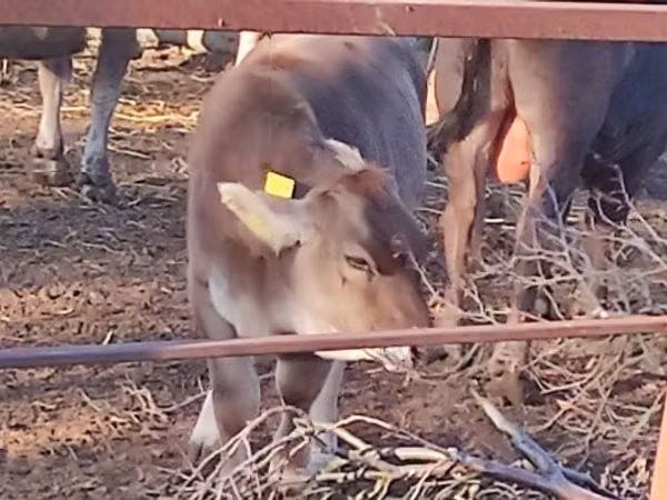 गाय, भूरी कार्पातियन नस्ल