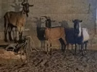 Billy Goat, Alpine goat — photo 1