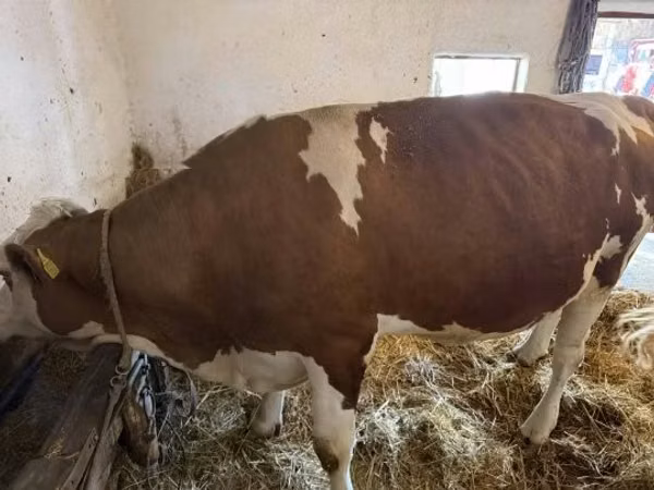 Krava, Simmental cattle