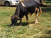 公牛, Cattle — 照片 6