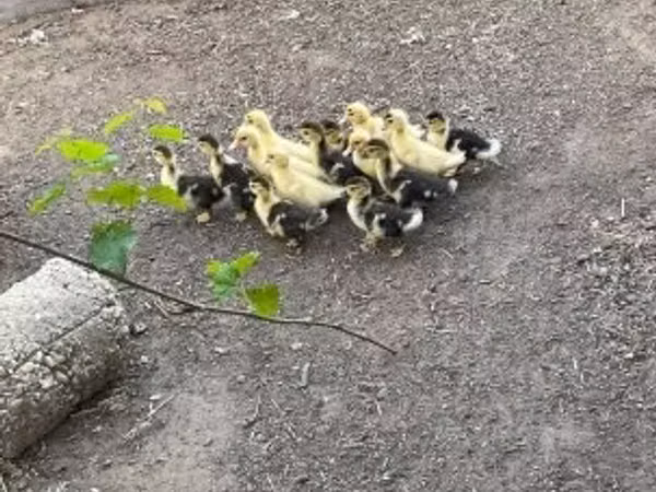 Ducks — হাঙ্গেরি