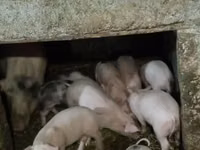 नर सूअर, सूअर — फ़ोटो 1