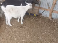 Goat, Goats — photo 2