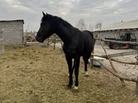 Hingst, Heste — foto 1