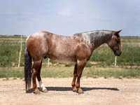 Horse (M), Quarter Horse — photo 3