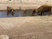 Boar — photo 2