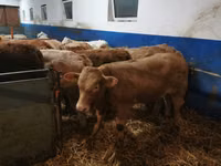 Cattle (batch, sex not specified), Limousin cow — photo 2