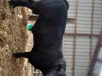 Lembu jantan, Aberdeen-Angus — foto 1