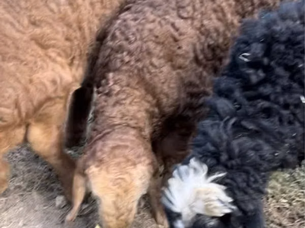 Ram, Sheep — Uzbekistan