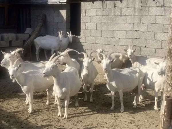 Kambing betina, Saanen goat