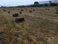 Խոտ երկու հետկար — φωτογραφία 4
