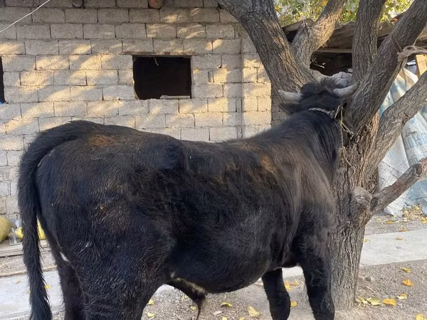 گاو نر, گاو