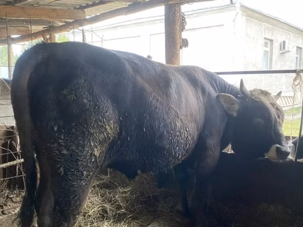 Bull, Aberdeen-Angus