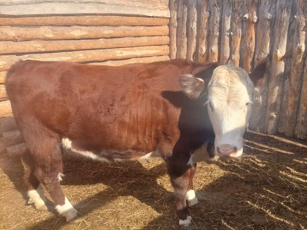 Cow, Hereford — Kazakhstan