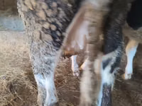 Cow, Holstein breed — photo 5