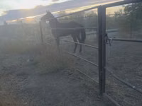 குதிரை, Thoroughbred horse — புகைப்படம் 7