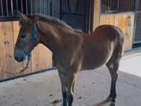 حصان, Rocky Mountain Horse — الصورة 8