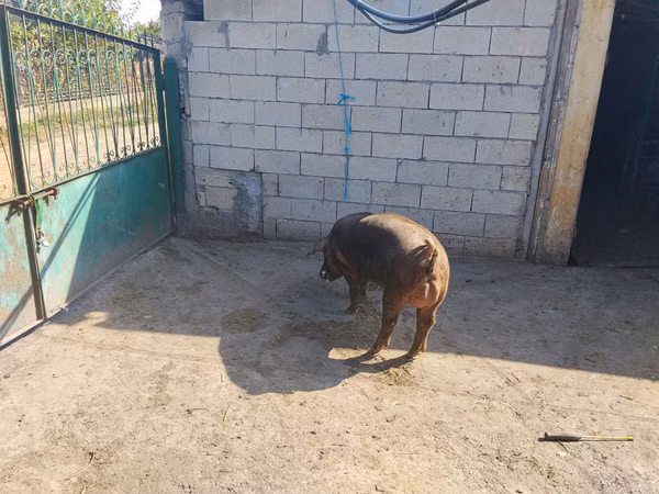 Vepar,  — Молдавија