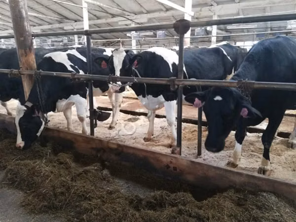 Vache, Swiss cattle — Russie