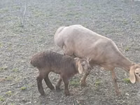 Biri-biri betina, Arashan sheep — foto 1