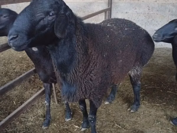 Ram, Hissar sheep