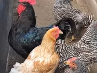 Chickens — عکس 4