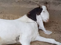 Billy Goat, Goats — photo 1
