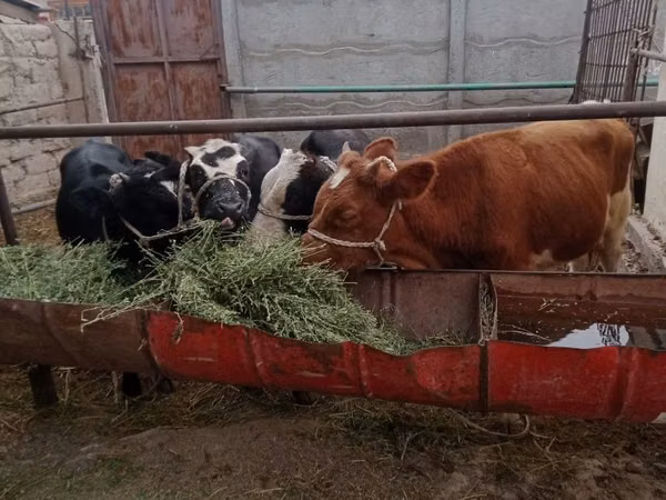 Bull, Simmental cattle — Kazakhstan
