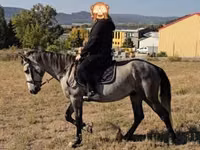 Horse (M), Horses — photo 5