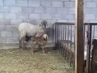 암양, Arashan sheep — 사진 5