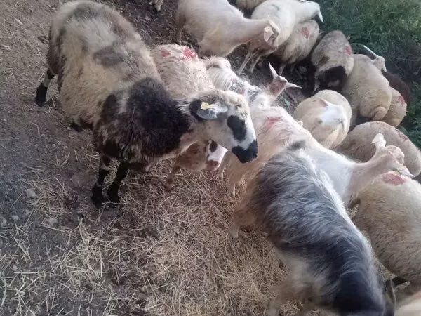 Sheep, Sheep — Armenia