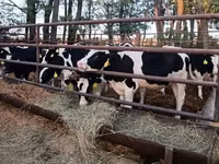 Bull, Holstein breed — photo 1