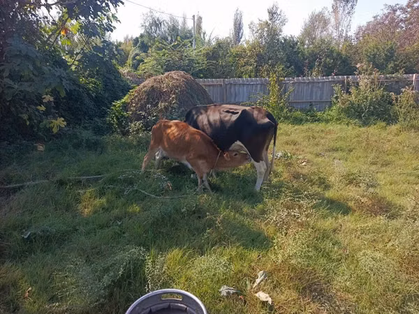 Cow, Cattle
