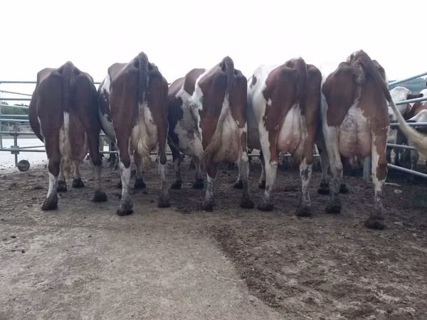 Cow, Montbéliarde