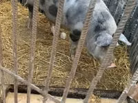 Locha, Świnie — zdjęcie 7