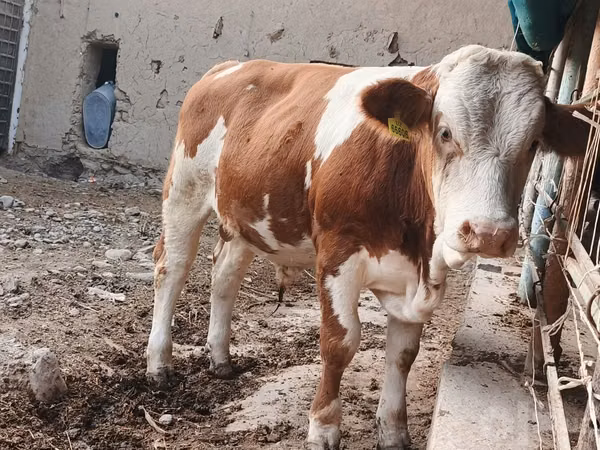 Byk, Simmental cattle
