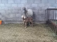 암양, Arashan sheep — 사진 3