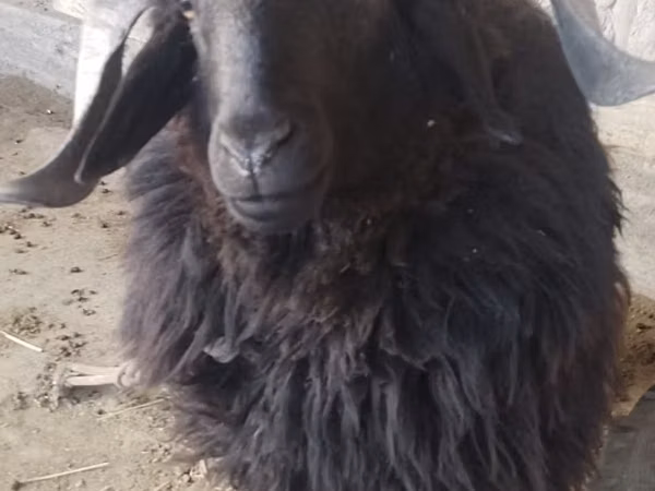 Ram, Sheep — Uzbekistan