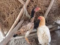 اسب (گروه، جنسیت مشخص نشده), اسب — عکس 2