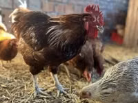 Chickens — foto 4