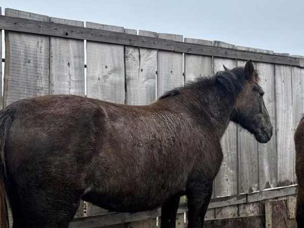 Модиён, Horse breed — Қазоқистон