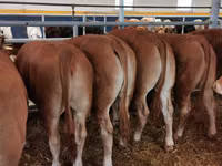 सांड, Simmental cattle — फ़ोटो 3