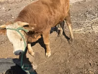 Buqa, Swiss cattle — 2-rasm
