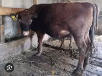 Bull, Alatau breed — photo 2
