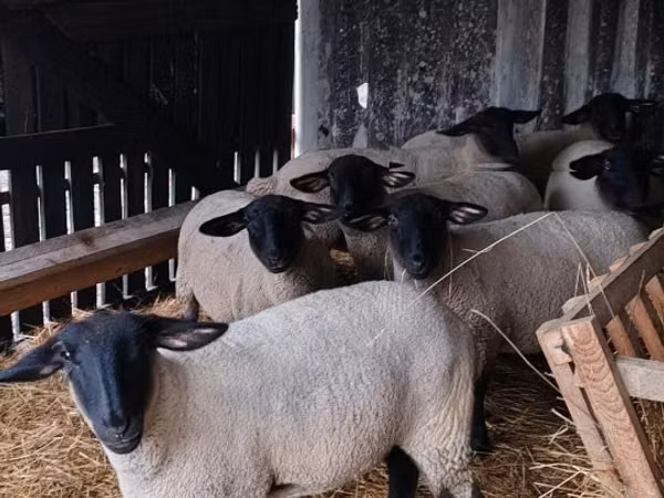 Får (parti, køn ikke angivet), White Suffolk sheep
