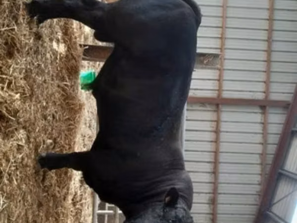 Bull, Cast cow — United Kingdom