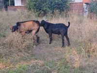 Jarac, Nubian Goat — fotografija 3