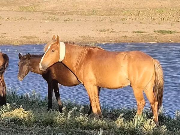 Horse (M), Kazakh horse — Kazakhstan