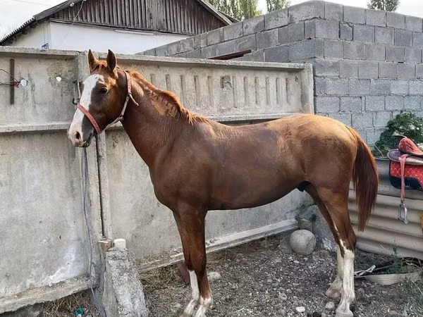 Horse (M), Russian Don — Kyrgyzstan