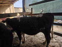 Говбуз, Simmental cattle — акс 3